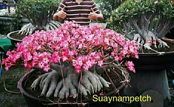 Adenium Suaynampetch Seeds - 10 Seeds