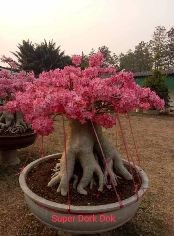 Adenium Super DorkDok Seeds - 10 Seeds