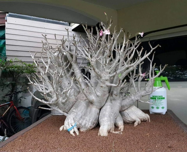 Adenium Arabicum White Zombie Seeds - 10 Seeds