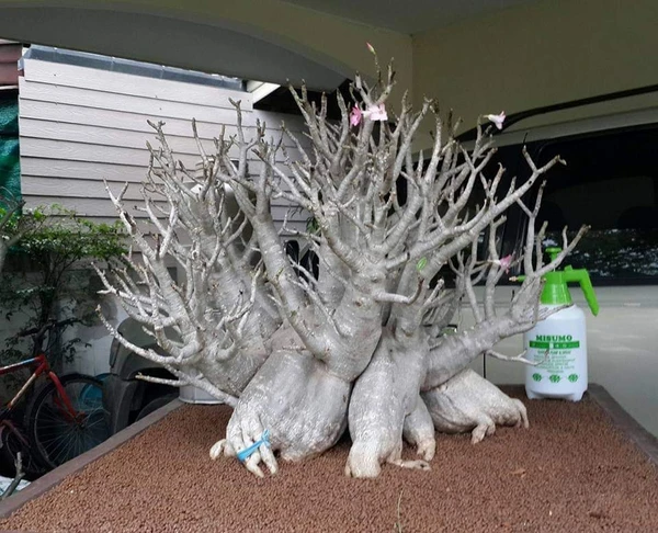 Adenium Arabicum White Zombie Seeds - 5 Seeds