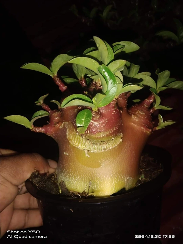 Adenium Arabicum Omega One Seeds - 10 Seeds