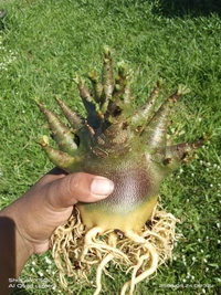 Adenium Arabicum Omega One Seeds - 10 Seeds