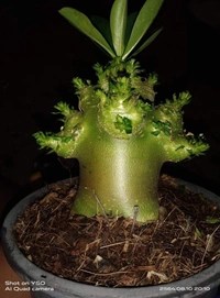 Adenium Arabicum Omega One Seeds - 10 Seeds