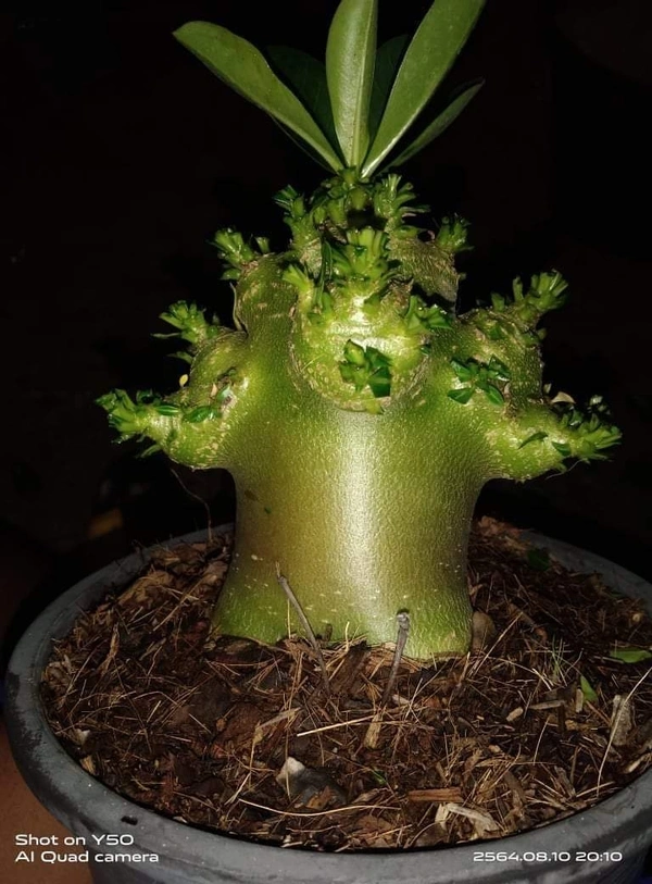 Adenium Arabicum Omega One Seeds - 10 Seeds