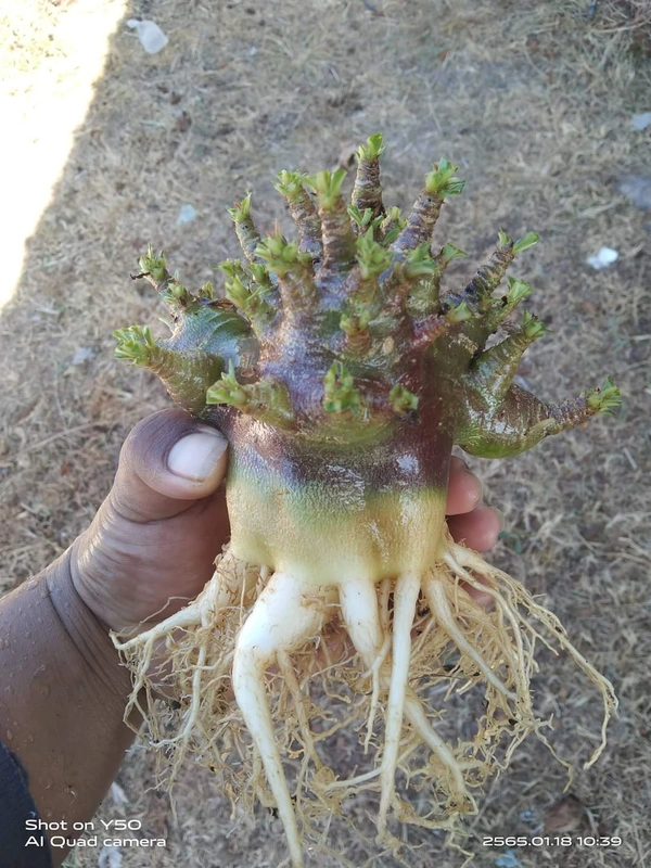 Adenium Arabicum Omega One Seeds - 10 Seeds