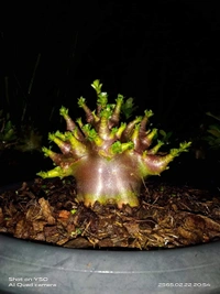 Adenium Arabicum Omega One Seeds - 10 Seeds