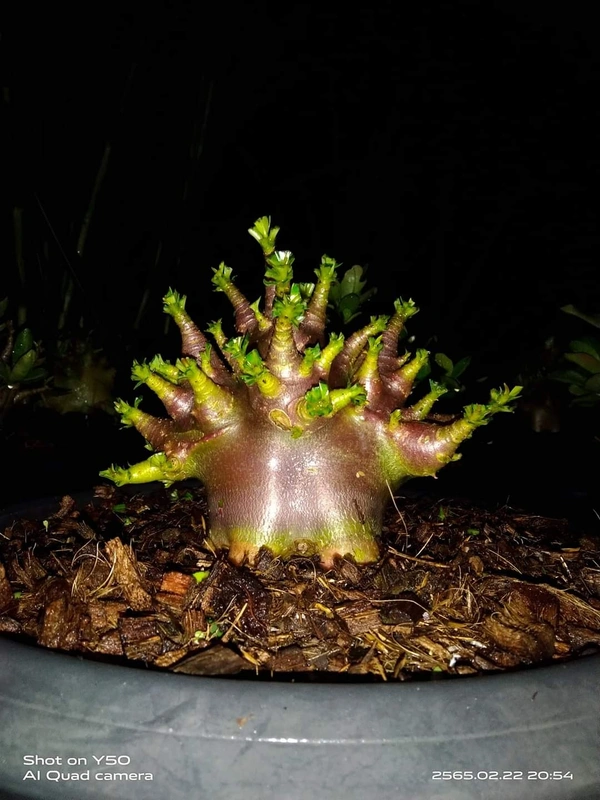 Adenium Arabicum Omega One Seeds - 10 Seeds
