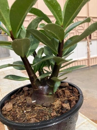 Adenium Arabicum Black Skin AWDD - 5 Seeds