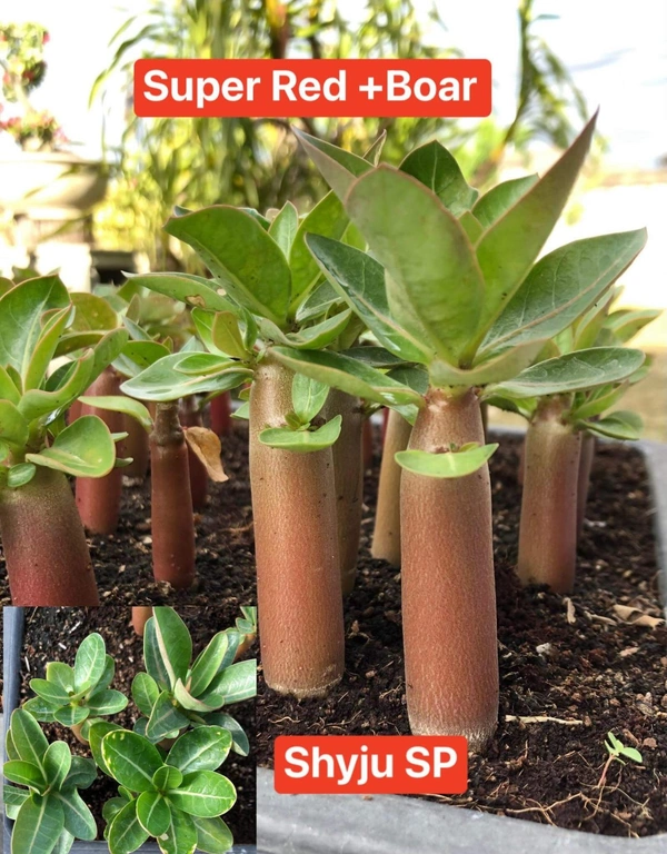 SUPER RED(F1) X BOAR :  Adenium Arabicum Black Skin  Seeds(FRIST TIME IN India) - 10 Seeds