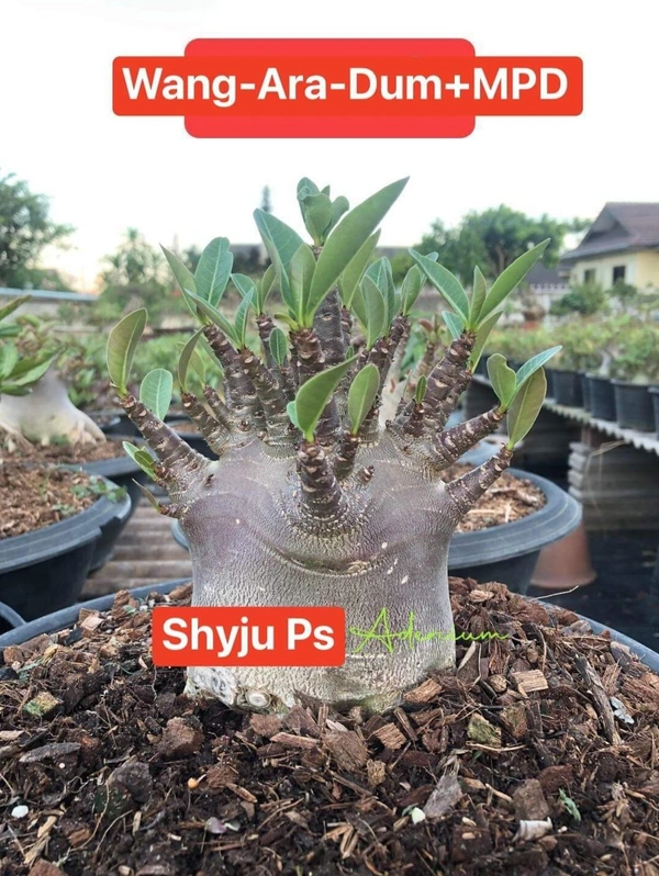 Wang Ara Dum x MPD Adenium Arabicum Black Skin (FIRST TIME IN INDIA) - 10 Seeds