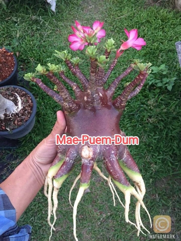 Wang Ara Dum x MPD Adenium Arabicum Black Skin (FIRST TIME IN INDIA) - 5 Seeds