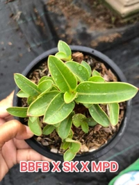 BBFB X SK X MPD Adenium Arabicum Black Skin (FIRST TIME IN INDIA) - 5 Seeds