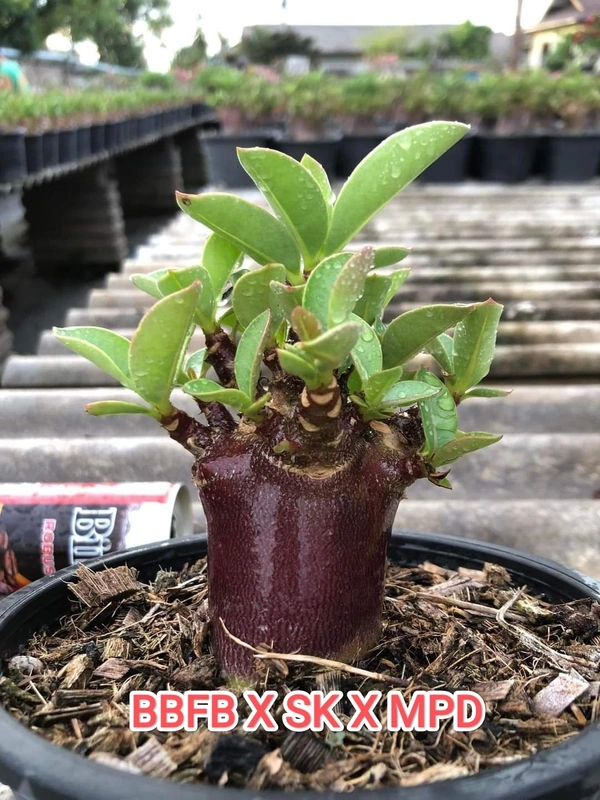 BBFB X SK X MPD Adenium Arabicum Black Skin (FIRST TIME IN INDIA) - 5 Seeds