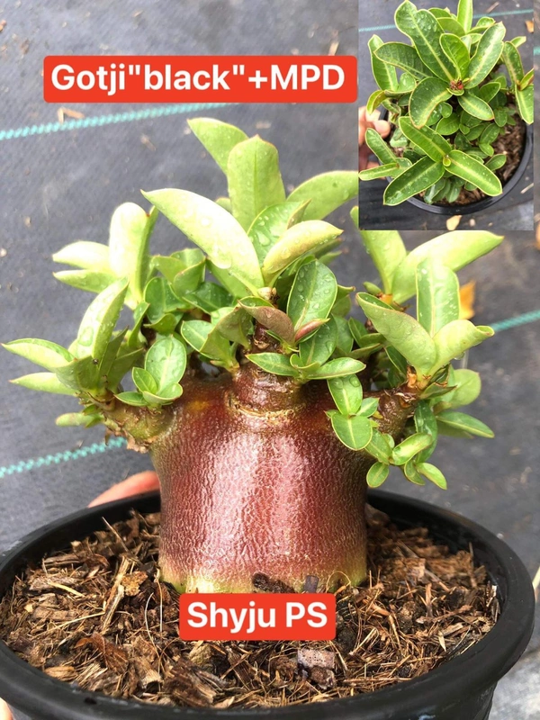 GODJI BLACK X MPD Adenium Arabicum Black Skin (FIRST Time In India) - 10 Seeds