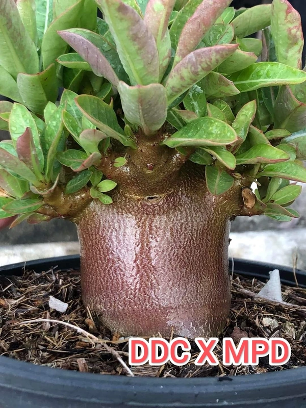 DDC X MPD Adenium Arabicum Black Skin (FIRST TIME IN INDIA) - 10 Seeds