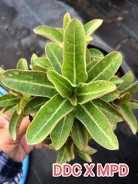 DDC X MPD Adenium Arabicum Black Skin (FIRST TIME IN INDIA) - 10 Seeds