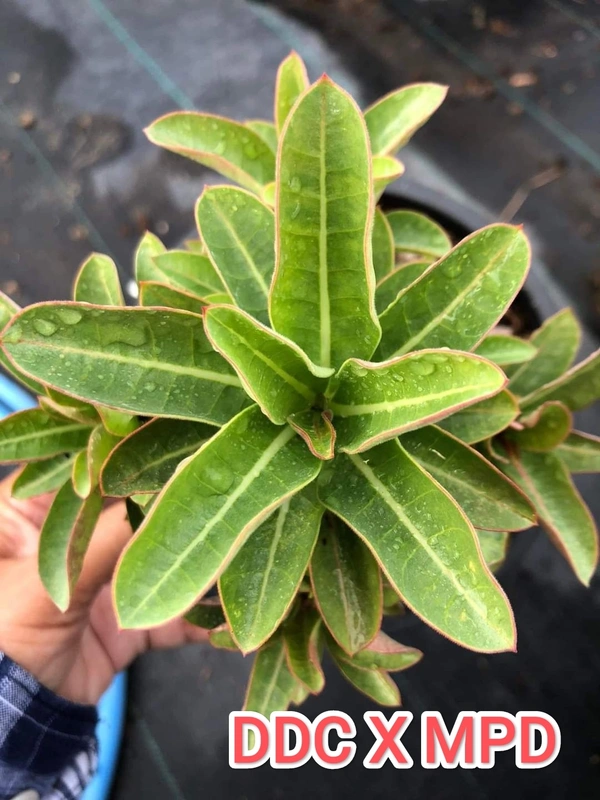 DDC X MPD Adenium Arabicum Black Skin (FIRST TIME IN INDIA) - 10 Seeds