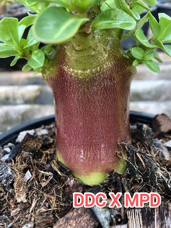 DDC X MPD Adenium Arabicum Black Skin (FIRST TIME IN INDIA) - 10 Seeds