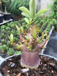 DDC X MPD Adenium Arabicum Black Skin (FIRST TIME IN INDIA) - 10 Seeds