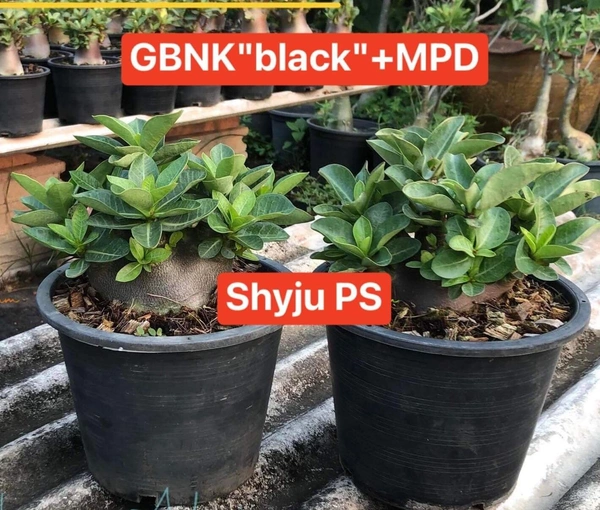 GBNK BLACK X MPD : Adenium Arabicum Black Skin (First Time In India) - 10 Seeds