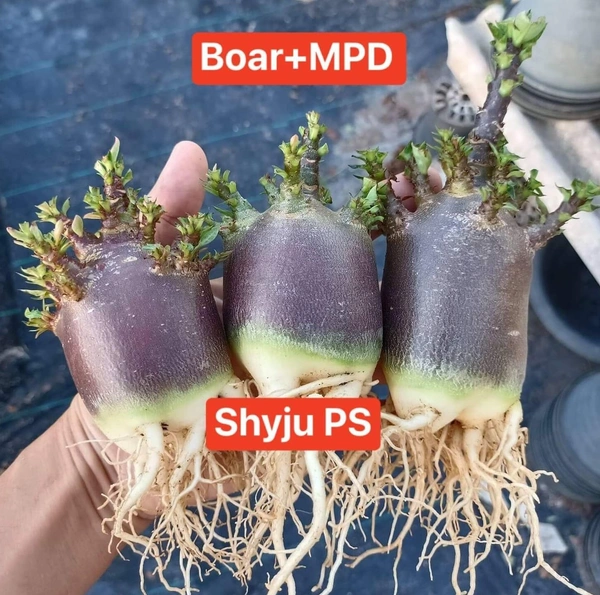 BOAR X MPD Adenium Arabicum Black Skin (First Time In India) - 5 Seeds