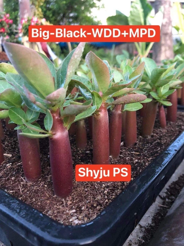 BIG BLACK WDD X MPD Adenium Arabicum Black Skin Seeds(FRIST TIME IN INDIA) - 10 Seeds