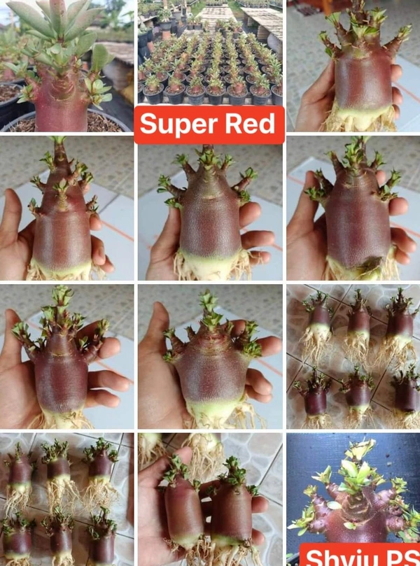 Super Red : Adenium Arabicum Red Skin(Direct From The Breeder Who Created This Beauty) - 10 Seeds