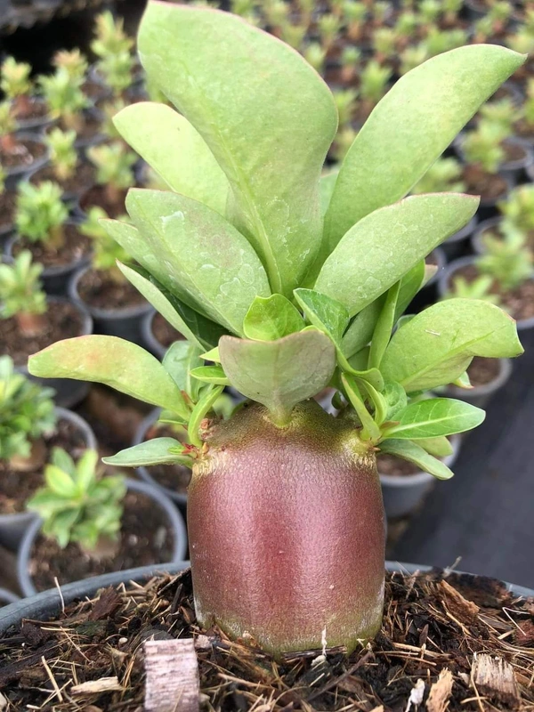 Black Hole : Adenium Arabicum Dark skin Seeds(First Time india) - 5 Seeds