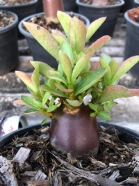 Black Hole : Adenium Arabicum Dark skin Seeds(First Time india) - 5 Seeds