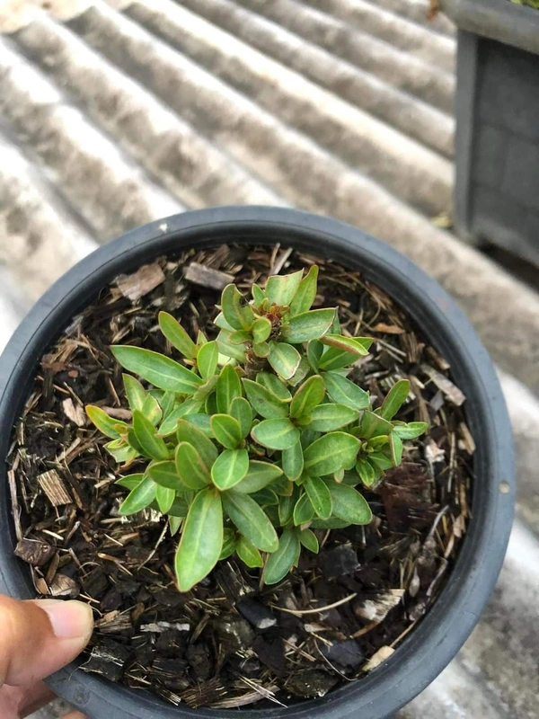 Black Hole : Adenium Arabicum Dark skin Seeds(First Time india) - 5 Seeds
