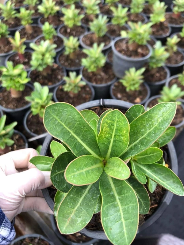 Black Hole : Adenium Arabicum Dark skin Seeds(First Time india) - 5 Seeds