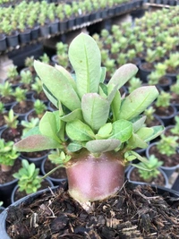 Black Hole : Adenium Arabicum Dark skin Seeds(First Time india) - 5 Seeds
