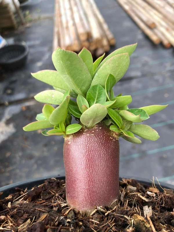 MPD : Adenium Arabicum Drak Skin Seeds - 5 Seeds