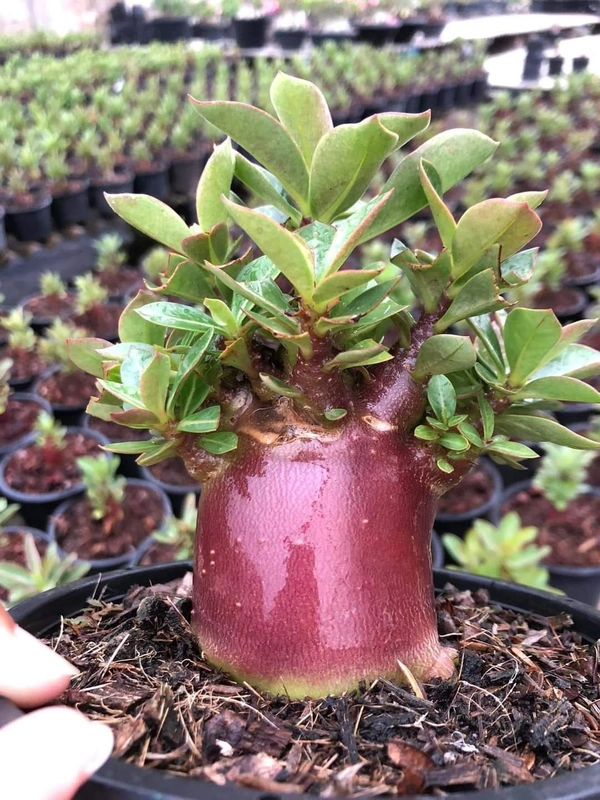 MPD : Adenium Arabicum Drak Skin Seeds - 5 Seeds