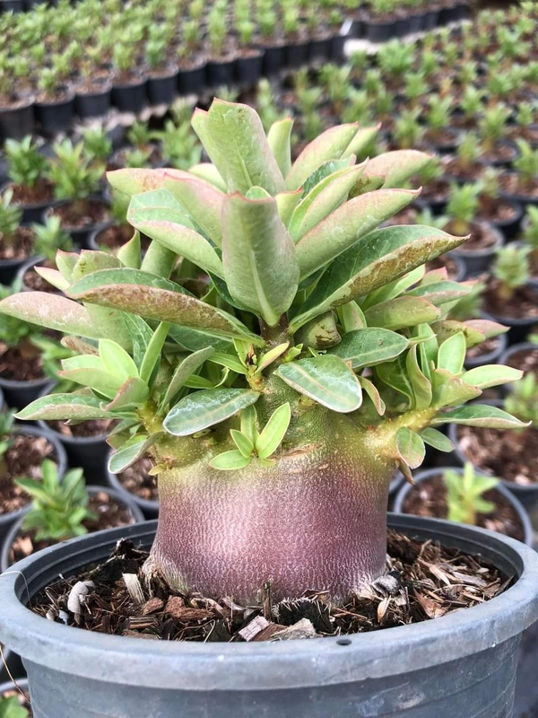 MPD : Adenium Arabicum Drak Skin Seeds - 5 Seeds