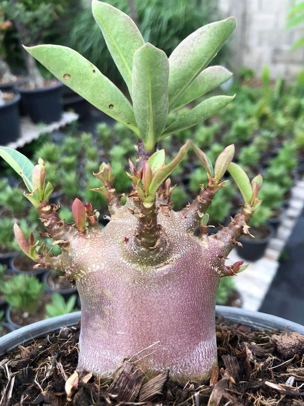 MPD : Adenium Arabicum Drak Skin Seeds - 5 Seeds