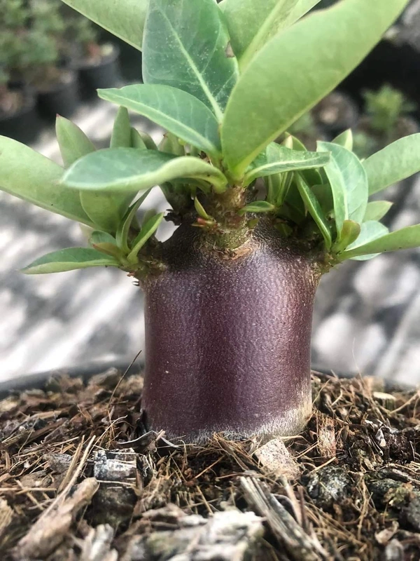 Super Black Hawk: Adenium Arabicum Black Skin Super Black Hawk Seeds - 5 Seeds