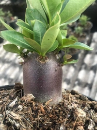 Super Black Hawk: Adenium Arabicum Black Skin Super Black Hawk Seeds - 5 Seeds