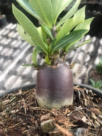 Super Black Hawk: Adenium Arabicum Black Skin Super Black Hawk Seeds - 5 Seeds