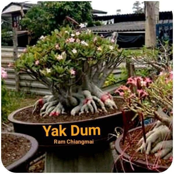 Adenium Yak Dum Seeds - 5 Seeds