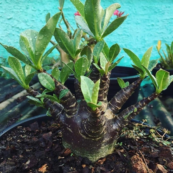 Adenium Black Skin Black Mk X Kalamae F2  - 5 Seeds