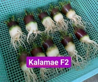 Adenium Black Skin Black Mk X Kalamae F2  - 5 Seeds