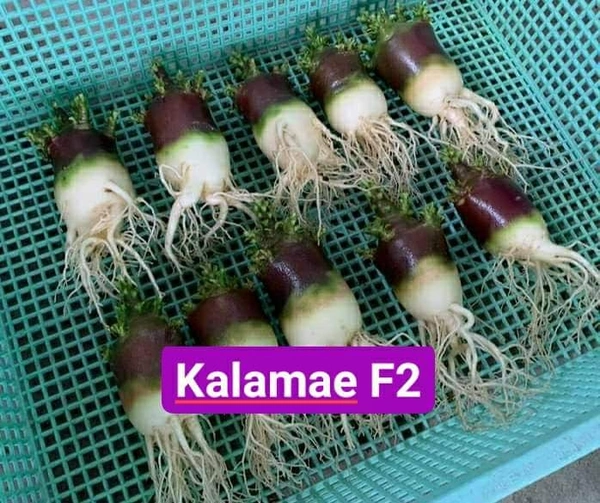 Adenium Black Skin Black Mk X Kalamae F2  - 5 Seeds