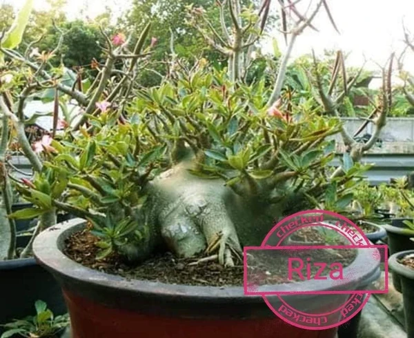 Adenium RIZA - 5 Seeds