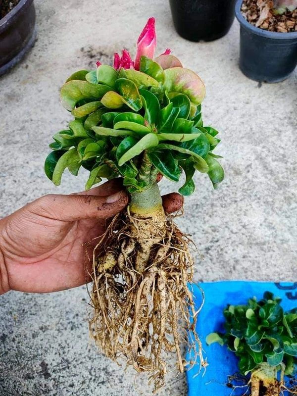 Adenium Bung Wang X Thai DHA  - 5 Seeds