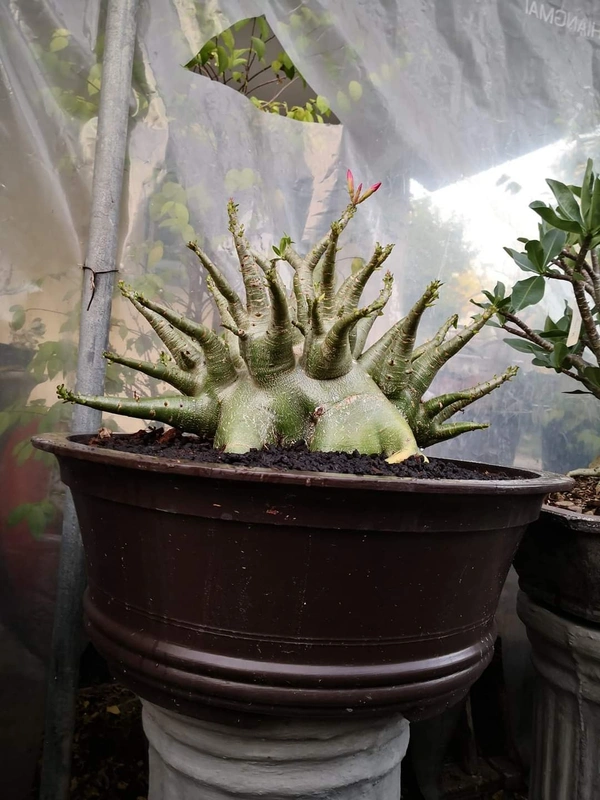 Adenium DINOSAUR - 5 Seeds