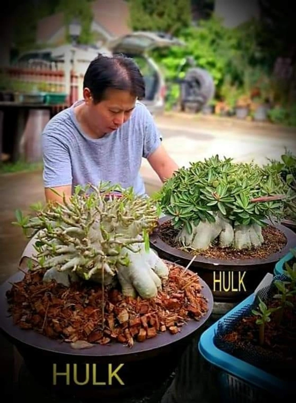 Adenium Godji X Hulk  - 5 Seeds
