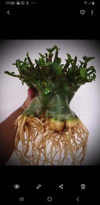 Adenium Godji X Hulk  - 5 Seeds
