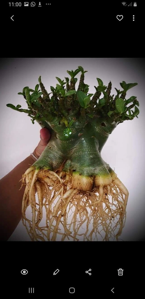 Adenium Godji X Hulk  - 5 Seeds