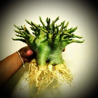 Adenium Godji X Hulk  - 5 Seeds
